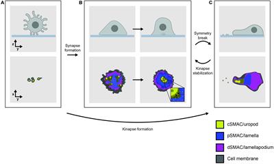 Coreceptors and TCR Signaling – the Strong and the Weak of It